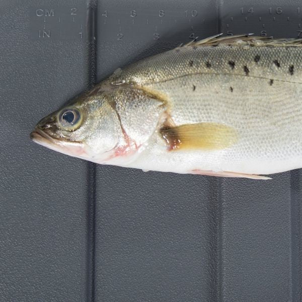 IceMaster Kyl/Isbox Pro 120L